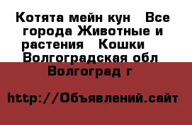 Котята мейн кун - Все города Животные и растения » Кошки   . Волгоградская обл.,Волгоград г.